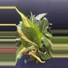 plant/Philodendron Vines-3-thumbnail