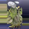 plant/Philodendron Vines-2-thumbnail