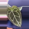 plant/Anthurium 4”  Starting Collector Bundle SC-2-thumbnail