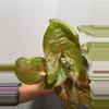 plant/Syngonium Maria Allusion-3-thumbnail
