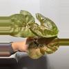 plant/Syngonium Maria Allusion-0-thumbnail