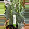 plant/Brielle F2 x (Dark and Handsome x Michelle)-2-thumbnail