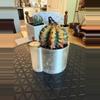 plant/Gorgeous Colored Gymno w/o pot-3-thumbnail