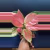 plant/Aglaonema Brilliance SC-3-thumbnail