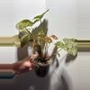 plant/Syngonium Maria Allusion-2-thumbnail