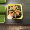 plant/Stunnnning Gymnocalycium Mihahnovichii LB Hybrid f. Rainbow Variegata-0-thumbnail
