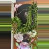 plant/Epipremunum Shangri-la Variegated SC-2-thumbnail