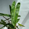plant/Philodendron Billietie 6" pot-2-thumbnail