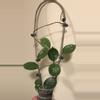 plant/Hoya Carnosa Snowball-3-thumbnail