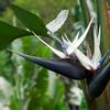 plant/Birds of Paradise 6”-1-thumbnail