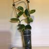 plant/Hoya Carnosa Snowball-4-thumbnail