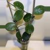 plant/Hoya Carnosa Snowball-6-thumbnail