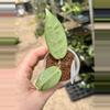 plant/PL60: Lai Chau Silver-1-thumbnail