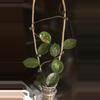 plant/Hoya Carnosa Snowball-1-thumbnail