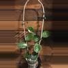 plant/Hoya Carnosa Snowball-2-thumbnail