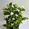 plant/Jasmine Bush Mo Sambac 6"-0-thumbnail