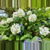 free_shipping/add on 0915-0-thumbnail