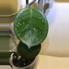 plant/Hoya Carnosa Snowball-5-thumbnail