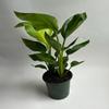plant/Birds of Paradise 6”-0-thumbnail