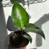 plant/Birds of Paradise 6”-2-thumbnail