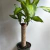 plant/Brazilian Lucky Wood 6" pot-3-thumbnail