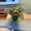 plant/Sad snake plant-0-thumbnail