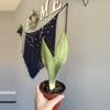 plant/Sansevieria Moonshine-0-thumbnail