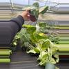 plant/Scindapsus Jade Satin aurea-0-thumbnail