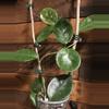 plant/Hoya Carnosa Snowball-0-thumbnail
