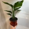 plant/Birds of Paradise 6”-4-thumbnail
