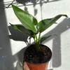 plant/Birds of Paradise 6”-3-thumbnail