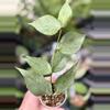 plant/PL9794: 1 inch 7 leaf Polyneura Silver-0-thumbnail