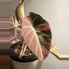 plant/Alocasia Pink Black Velvet Corm-0-thumbnail