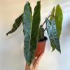plant/Philodendron Billietie 6" pot-3-thumbnail