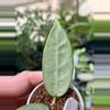 plant/PL60: Lai Chau Silver-0-thumbnail