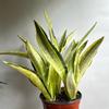 plant/Sansevieria Lauren Golden 6" pot-2-thumbnail