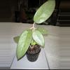plant/Hoya Silver Dollar—FreeShipping!!-0-thumbnail