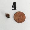 plant/Alocasia Red Emergent Infernalis Corm #4-0-thumbnail