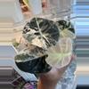plant/Alocasia Pink Black Velvet-0-thumbnail