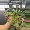 plant/Fragrans maidenhair fern starter plant growers choice-4-thumbnail