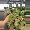 plant/Fragrans maidenhair fern starter plant growers choice-1-thumbnail