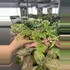 plant/Fragrans maidenhair fern starter plant growers choice-3-thumbnail