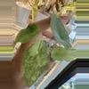 plant/Alocasia Dragon’s Breath Aurea-0-thumbnail