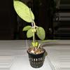 plant/Hoya Silver Dollar—FreeShipping!!-1-thumbnail
