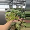 plant/Fragrans maidenhair fern starter plant growers choice-6-thumbnail