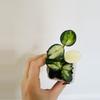 plant/#11 Hoya Mathilde Inner Variegated-1-thumbnail