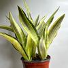 plant/Sansevieria Lauren Golden 6" pot-1-thumbnail
