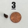 plant/Alocasia Red Emergent Infernalis Corm #3-0-thumbnail