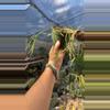 plant/Rhipsalis Teres f Heteroclada 4”-0-thumbnail