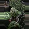 plant/Red hope-1-thumbnail